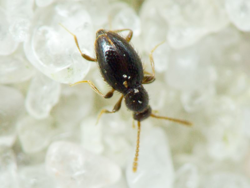 Scydmaenidae Leach, 1815